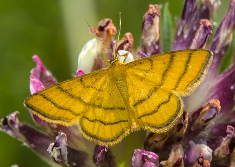 Idaea aureolaria, Geometridae